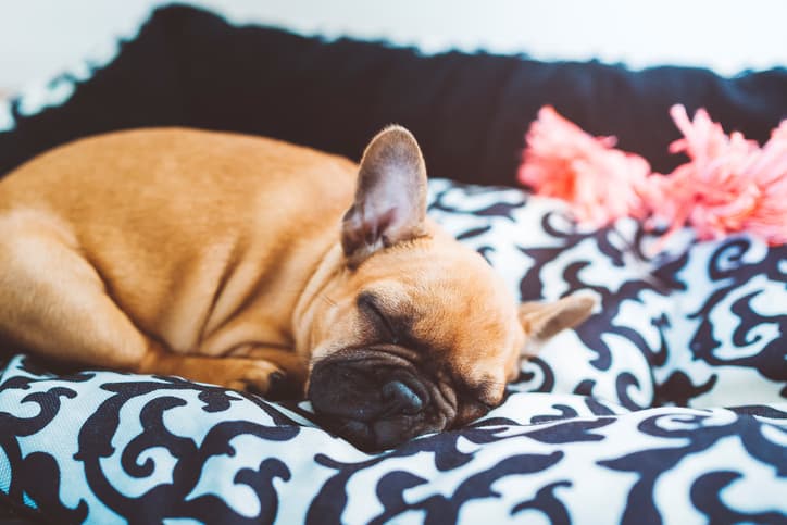 Pugs and French bulldogs could be banned in UK over health concerns Pugs and French bulldogs could be banned in UK over health concerns