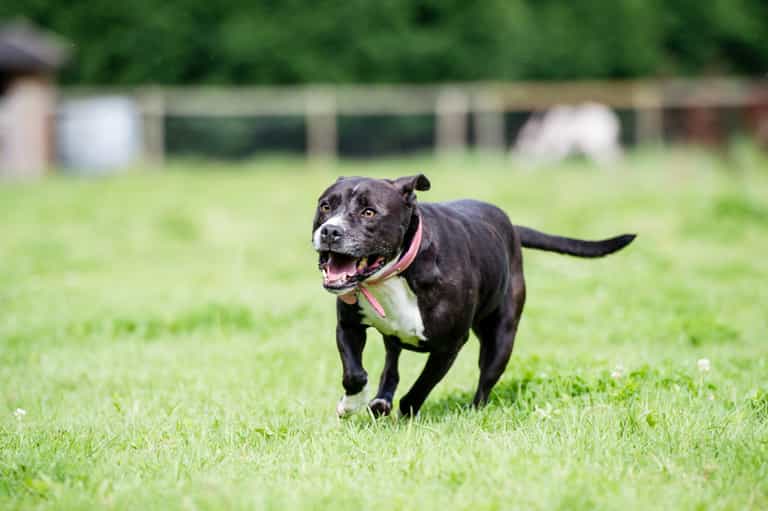 21 school children injured after two dogs attacked their playground 21 school children injured after two dogs attacked their playground