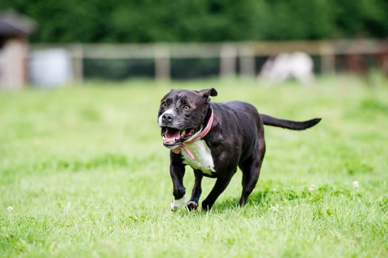 21 school children injured after two dogs attacked their playground 21 school children injured after two dogs attacked their playground