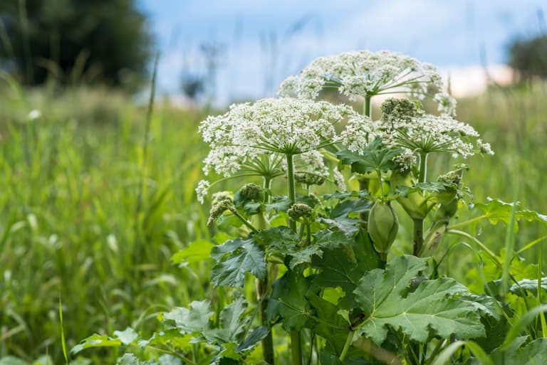 Parents need to watch out for common plant with harmful sap that ‘can cause serious burns’ Parents need to watch out for common plant with harmful sap that ‘can cause serious burns’