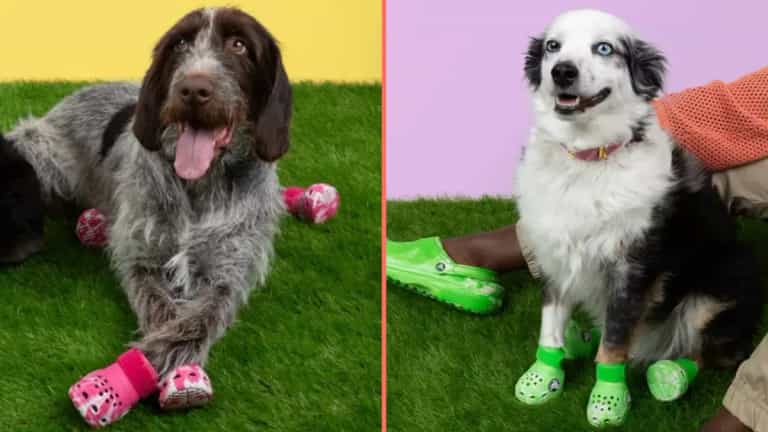 Crocs announce they are launching shoes for dogs Crocs announce they are launching shoes for dogs