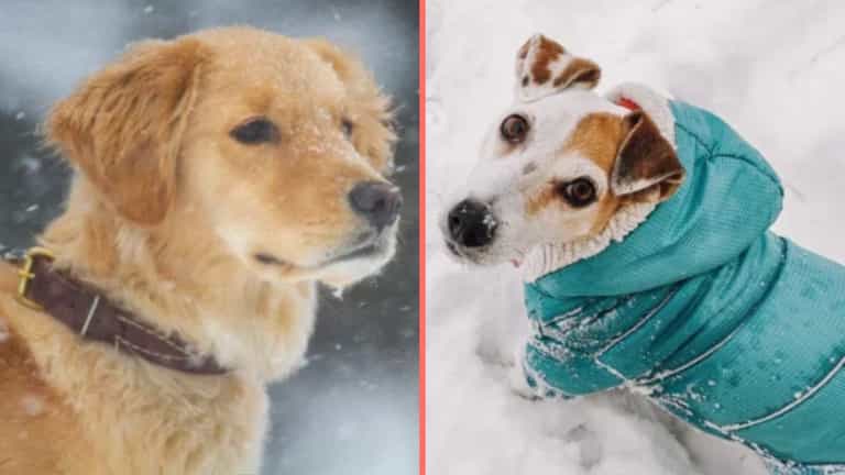 Expert issues warning over when it’s too cold to walk your dog Expert issues warning over when it’s too cold to walk your dog